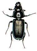 Platycerus virescens