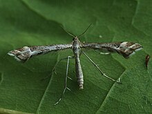 Platyptilia tesseradactyla (41148019002).jpg