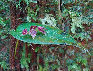 <i>Pleurothallis cardiothallis</i> Species of orchid