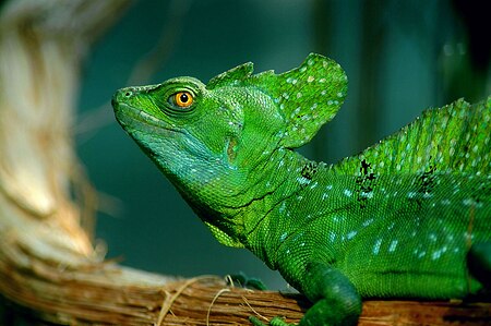 Basiliscus plumifrons