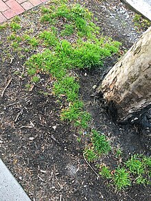 Poa annua as a weed in city and urban ecosystems Poa annua in urban areas.jpg