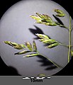 Poa pratensis sl17.jpg