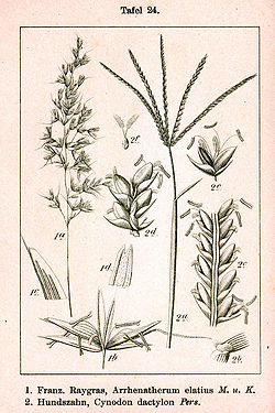 Poaceae spp Sturm24.jpg