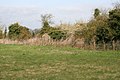 Poking out the undergrowth - geograph.org.uk - 1263154.jpg