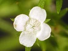 Polypremum procumbens, white.jpg