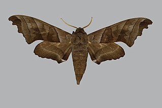 <i>Polyptychoides erosus</i> Species of moth