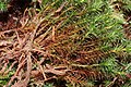 Polytrichum strictum