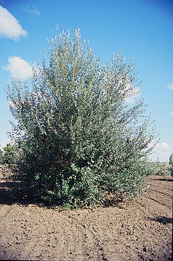 Populus alba.jpg