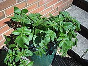 Potato bag cultivation.JPG