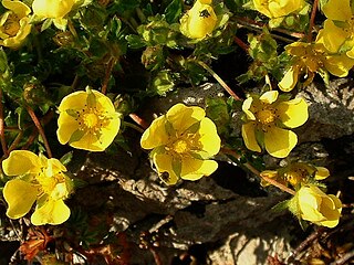 <i>Potentilla neumanniana</i> species of plant