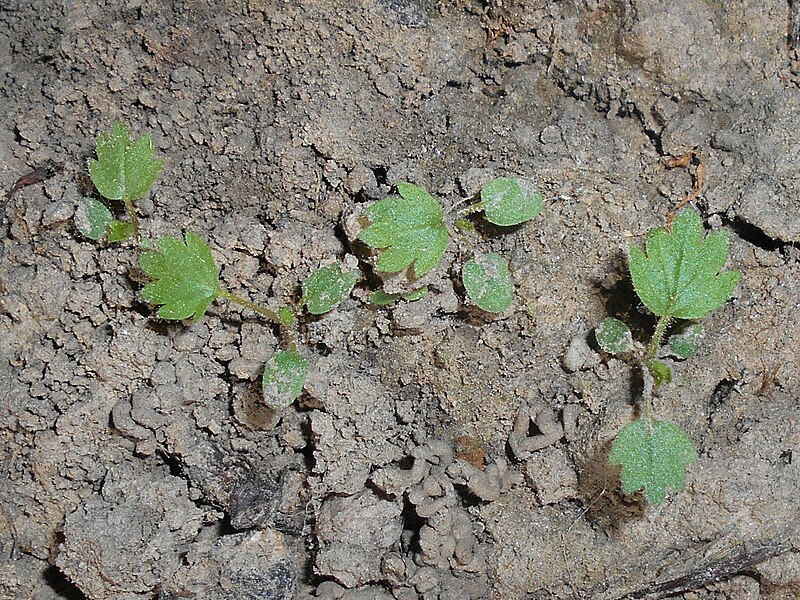 File:Potentilla recta 2018-05-06 1507.jpg