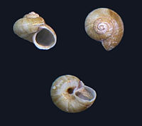 Three views of a shell of Poteria translucida Poteria translucida 000.jpg