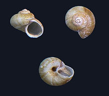 Poteria translucida 000.jpg