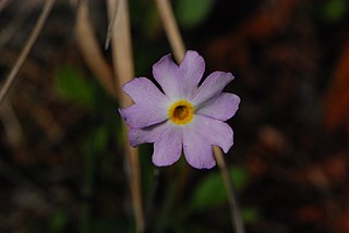 <i>Primula mistassinica</i> Species of flowering plant