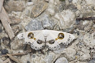 <i>Problepsis discophora</i> Species of moth