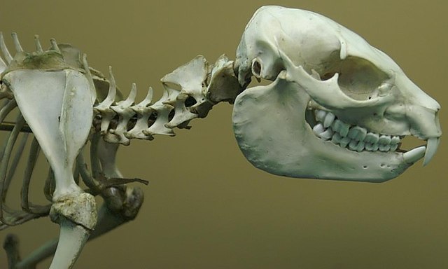 Rock hyrax (Procavia capensis) skull, National Museum of Natural History. The mandibular rami of hyraxes are wide similar to those of Mixtotherium.