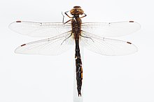 Procordulia smithii (bijela, 1846.) (AM AMNZ87955-1) .jpg