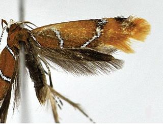 <i>Promalactis</i> Genus of moths