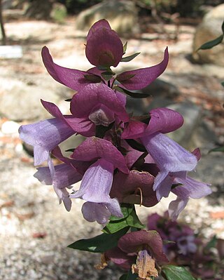 <i>Prostanthera magnifica</i> Species of flowering plant