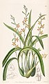 Prosthechea ochracea (as syn. Epidendrum ochraceum) plate 26 in: Edwards's Bot. Register (Orchidaceae), vol. 24, (1838)