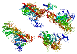 Ақуыз MYH11 PDB 1br1.png