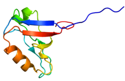 Ақуыз PDLIM4 PDB 2EEG.png