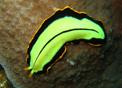 Platyhelminthes dan nemathelminthes ppt. Viermi de baie