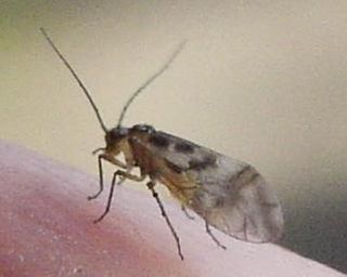 Psocoptera Order of booklice