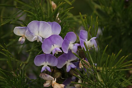 Psoralea pinnata