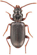 January 18: The beetle Psydrus piceus.