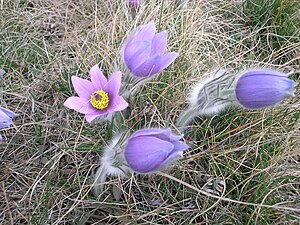 Pulsatilla grandis in Kobylinec, CZ