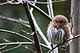 Pygmy (Glaucidium) owl.jpg
