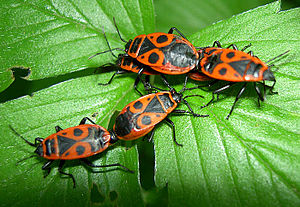 Pyrrhocoris apterus1.jpg