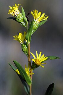 <i>Pyrrocoma racemosa</i> species of plant