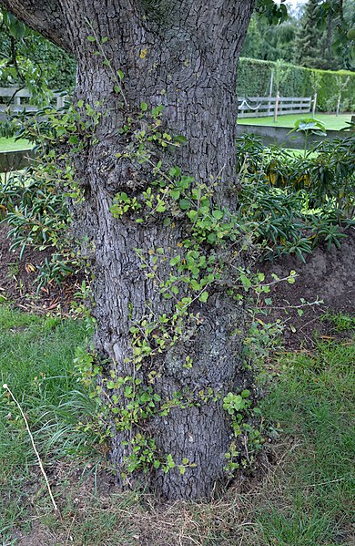 File:Pyrus communis water sprouts (02).jpg