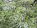 Миниатюра для Файл:Pyrus salicifolia 'Pendula'..jpg