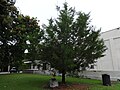 East, Sesquicentennial Tree