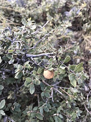 <i>Quercus intricata</i> Species of flowering plant