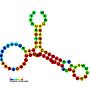 Thumbnail for Vimentin 3′ UTR protein-binding region