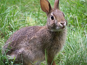 Rabbit-closeup-profile-looking.jpg