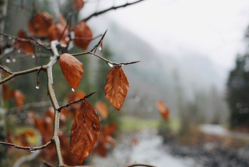 File:Rain-soaked colors.jpg