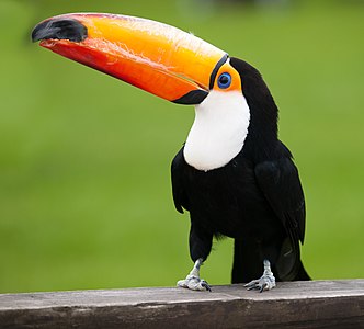 Toco Toucan (Ramphastos toco) at the Whipsnade Zoo