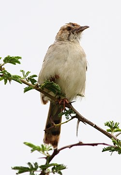 Rattling Cisticola, Cisticola chiniana, at Kruger National Park, South Africa (13828112475).jpg
