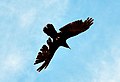 Ravaged Raven in Flight.jpg