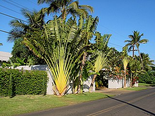 Ravenala madagascariensis - Wikispecies