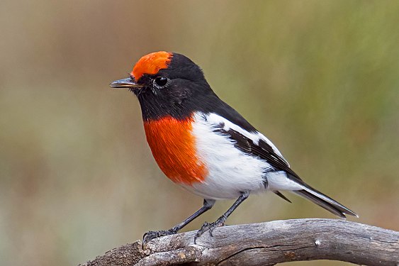 Red-capped Robin male at Round Hill Nature Reserve NSW Photograph: User:PotMart186