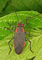 Jadera haematoloma, Floride.