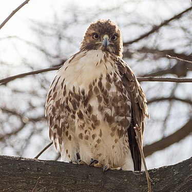 Red-tailed hawk in Central Park