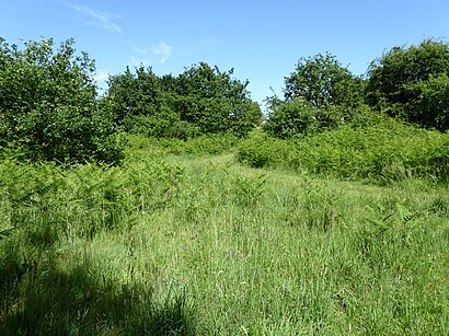 How to get to Red Lodge Heath with public transport- About the place