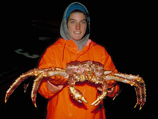 Alaskan king crab fishing Commercial harvest of Alaskan king crab